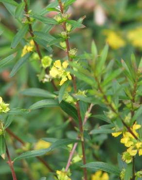 Fotografia 9 da espécie Heimia salicifolia no Jardim Botânico UTAD