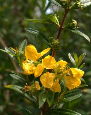 Fotografia 12 da espécie Heimia salicifolia no Jardim Botânico UTAD