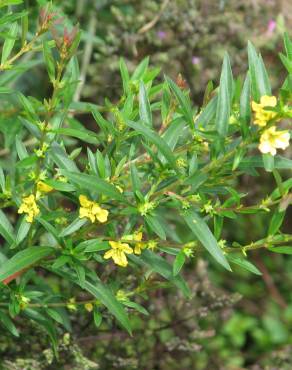 Fotografia 13 da espécie Heimia salicifolia no Jardim Botânico UTAD