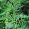 Fotografia 16 da espécie Urtica dioica do Jardim Botânico UTAD