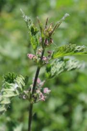 Fotografia da espécie Urtica dioica