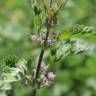 Fotografia 17 da espécie Urtica dioica do Jardim Botânico UTAD