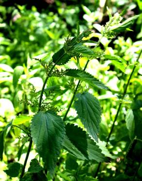 Fotografia 18 da espécie Urtica dioica no Jardim Botânico UTAD