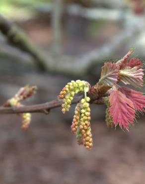 Fotografia 1 da espécie Quercus kelloggii no Jardim Botânico UTAD