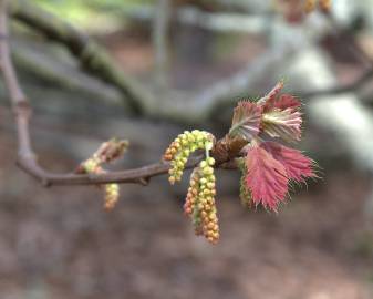 Fotografia da espécie Quercus kelloggii