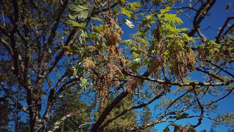 Fotografia da espécie Quercus kelloggii