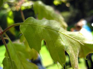 Fotografia da espécie Quercus kelloggii