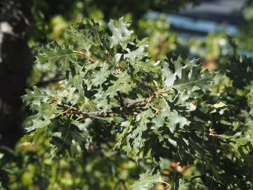 Fotografia da espécie Quercus kelloggii