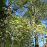 Fotografia 6 da espécie Quercus kelloggii do Jardim Botânico UTAD