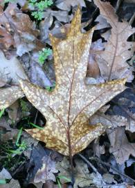 Fotografia da espécie Quercus kelloggii