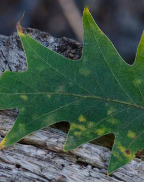 Fotografia 9 da espécie Quercus kelloggii no Jardim Botânico UTAD