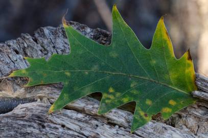 Fotografia da espécie Quercus kelloggii