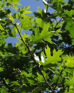 Fotografia 10 da espécie Quercus kelloggii no Jardim Botânico UTAD