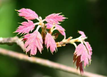 Fotografia da espécie Quercus kelloggii