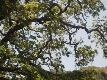 Fotografia da espécie Quercus kelloggii