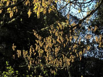 Fotografia da espécie Quercus kelloggii