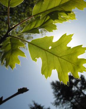 Fotografia 15 da espécie Quercus kelloggii no Jardim Botânico UTAD