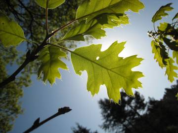 Fotografia da espécie Quercus kelloggii