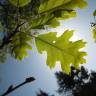 Fotografia 15 da espécie Quercus kelloggii do Jardim Botânico UTAD