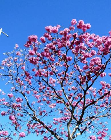 Fotografia de capa Handroanthus impetiginosus - do Jardim Botânico