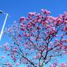 Fotografia 1 da espécie Handroanthus impetiginosus do Jardim Botânico UTAD