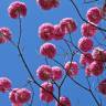 Fotografia 3 da espécie Handroanthus impetiginosus do Jardim Botânico UTAD