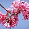 Fotografia 4 da espécie Handroanthus impetiginosus do Jardim Botânico UTAD