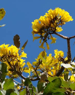 Fotografia 1 da espécie Tabebuia aurea no Jardim Botânico UTAD