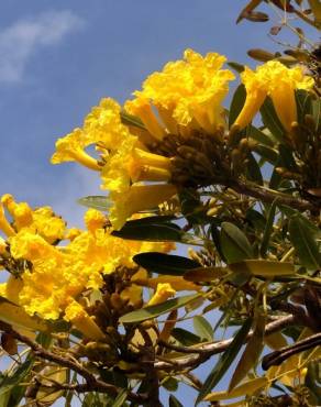 Fotografia 2 da espécie Tabebuia aurea no Jardim Botânico UTAD