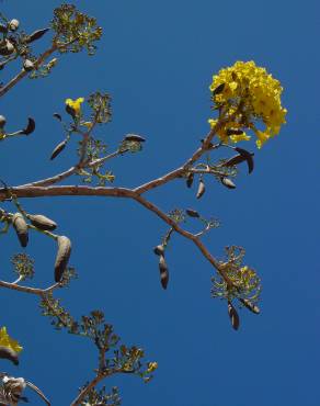 Fotografia 4 da espécie Tabebuia aurea no Jardim Botânico UTAD