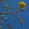 Fotografia 4 da espécie Tabebuia aurea do Jardim Botânico UTAD