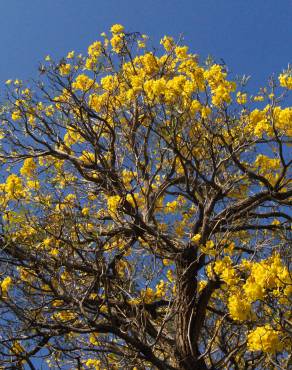 Fotografia 5 da espécie Tabebuia aurea no Jardim Botânico UTAD