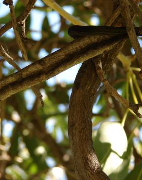 Fotografia 9 da espécie Tabebuia aurea no Jardim Botânico UTAD