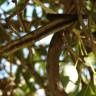 Fotografia 9 da espécie Tabebuia aurea do Jardim Botânico UTAD