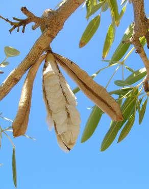 Fotografia 10 da espécie Tabebuia aurea no Jardim Botânico UTAD