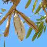 Fotografia 10 da espécie Tabebuia aurea do Jardim Botânico UTAD