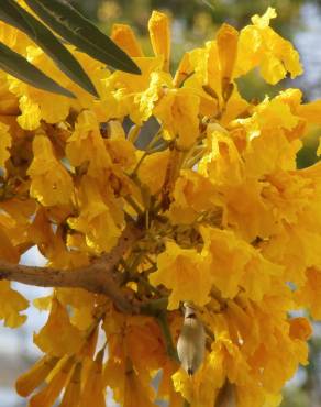 Fotografia 11 da espécie Tabebuia aurea no Jardim Botânico UTAD