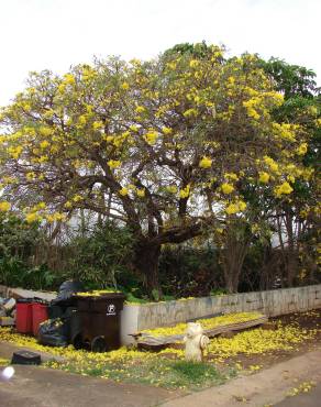 Fotografia 12 da espécie Tabebuia aurea no Jardim Botânico UTAD