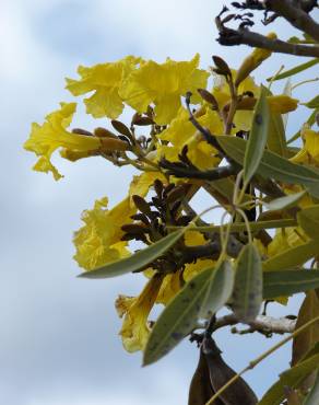 Fotografia 13 da espécie Tabebuia aurea no Jardim Botânico UTAD