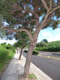 Fotografia da espécie Tabebuia aurea