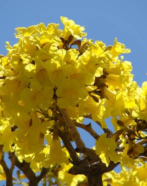 Fotografia 17 da espécie Tabebuia aurea no Jardim Botânico UTAD