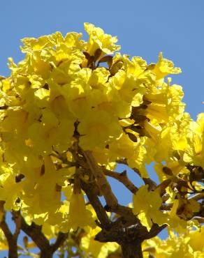 Fotografia 17 da espécie Tabebuia aurea no Jardim Botânico UTAD