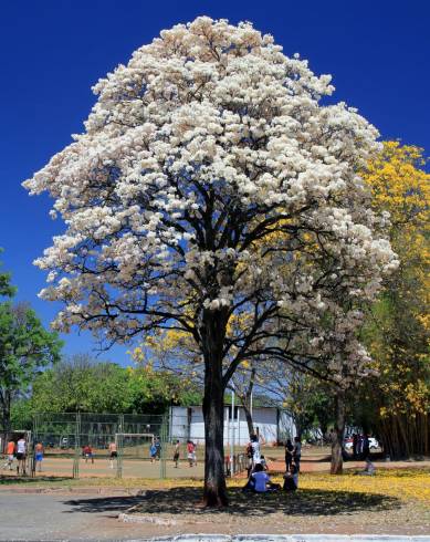 Fotografia de capa Tabebuia roseoalba - do Jardim Botânico