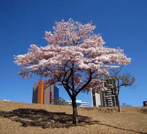 Fotografia da espécie Tabebuia roseoalba