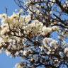 Fotografia 3 da espécie Tabebuia roseoalba do Jardim Botânico UTAD