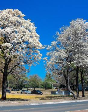 Fotografia 4 da espécie Tabebuia roseoalba no Jardim Botânico UTAD