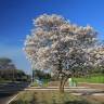 Fotografia 5 da espécie Tabebuia roseoalba do Jardim Botânico UTAD