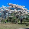 Fotografia 6 da espécie Tabebuia roseoalba do Jardim Botânico UTAD