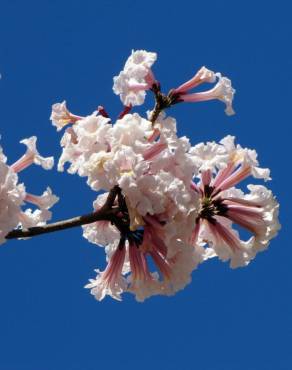 Fotografia 7 da espécie Tabebuia roseoalba no Jardim Botânico UTAD