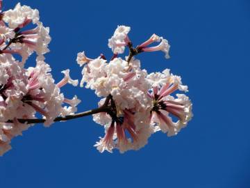Fotografia da espécie Tabebuia roseoalba